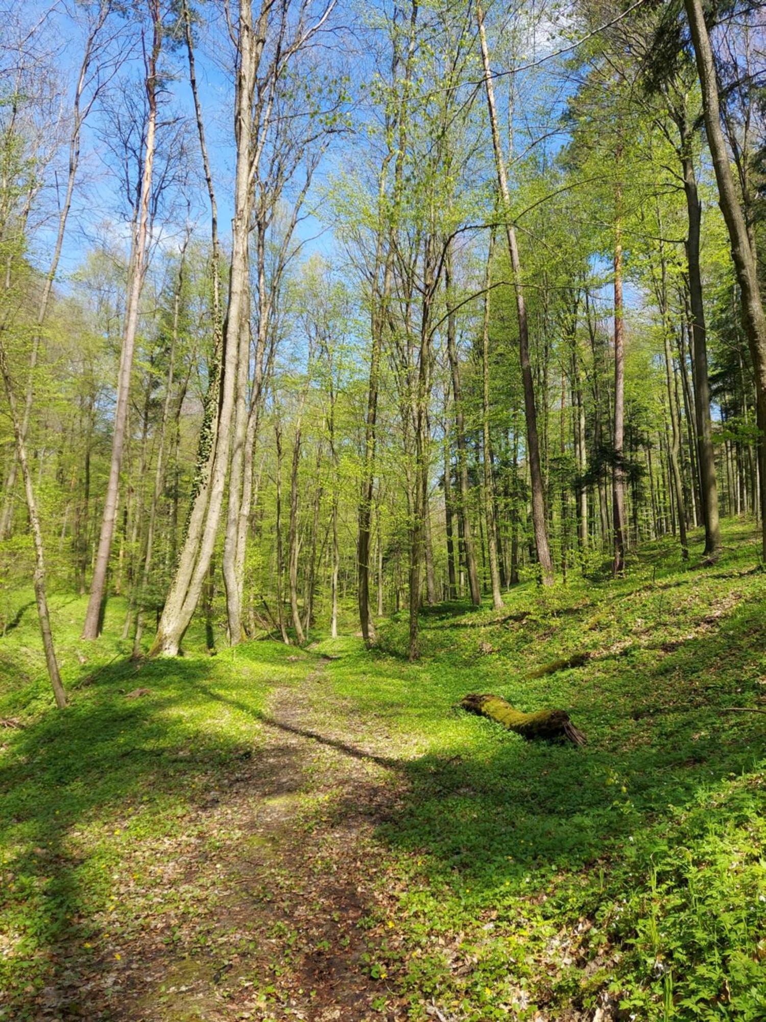 Chalet Czas Na Roztocze - Letniskowe *
